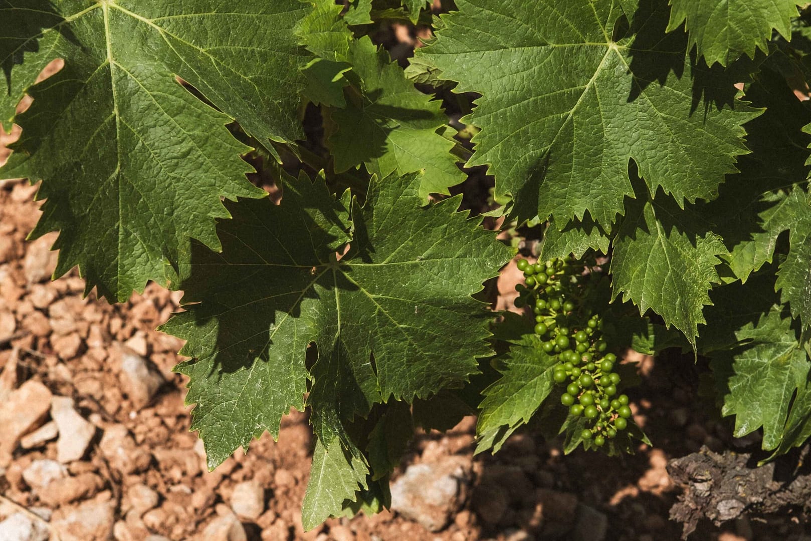 une journée gastronomique complète avec promenade en bateau, dégustation de vins et long déjeuner dans les vignes